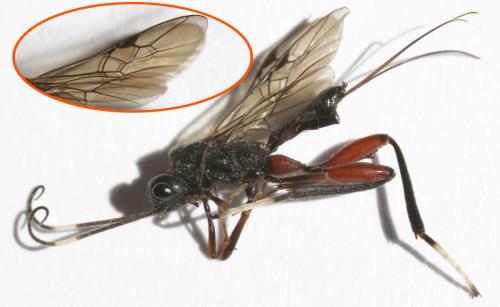 Réf. 262 954 : Wroughtonia spinator